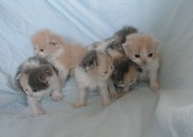 Leonardo, Lucky, Lisa minelli, Loulou, Lucy