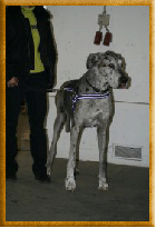 Daria-Dana von Schlesie