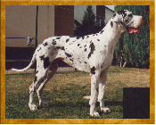 Chronik unserer Zucht