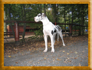 Anouschka von Schlesien