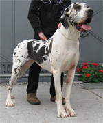 Anouschka von Schlesien