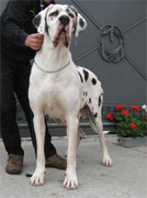 Jora-Jiep von Schlesien