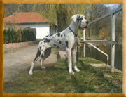 Odyssea vom Eischgrund 