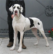 Tananda von Schlesien 