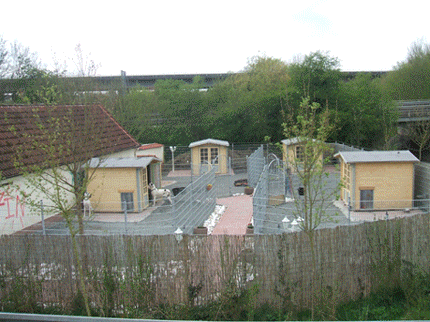 Deutsche Doggen von Schlesien Impressionen