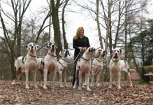 Deutsche Doggen von Schlesien