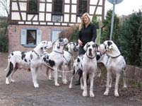 Deutsche Doggen von Schlesien