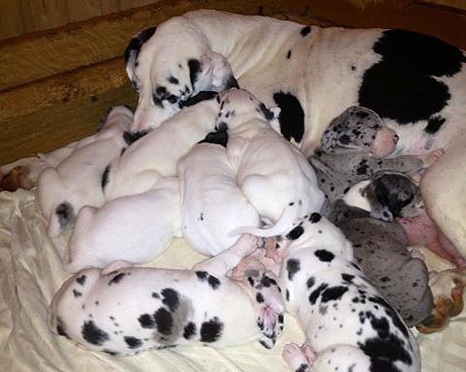 Welpen vom 1. September 2012